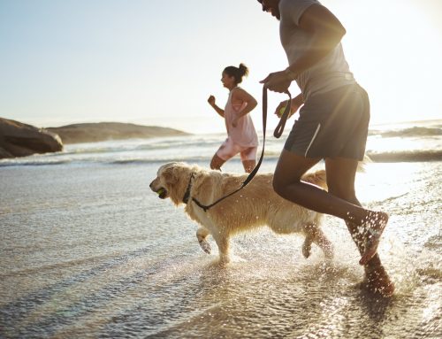 Enjoy Pet-Friendly Holidays at Inspire Leisure: Top Tips for Travelling with Pets