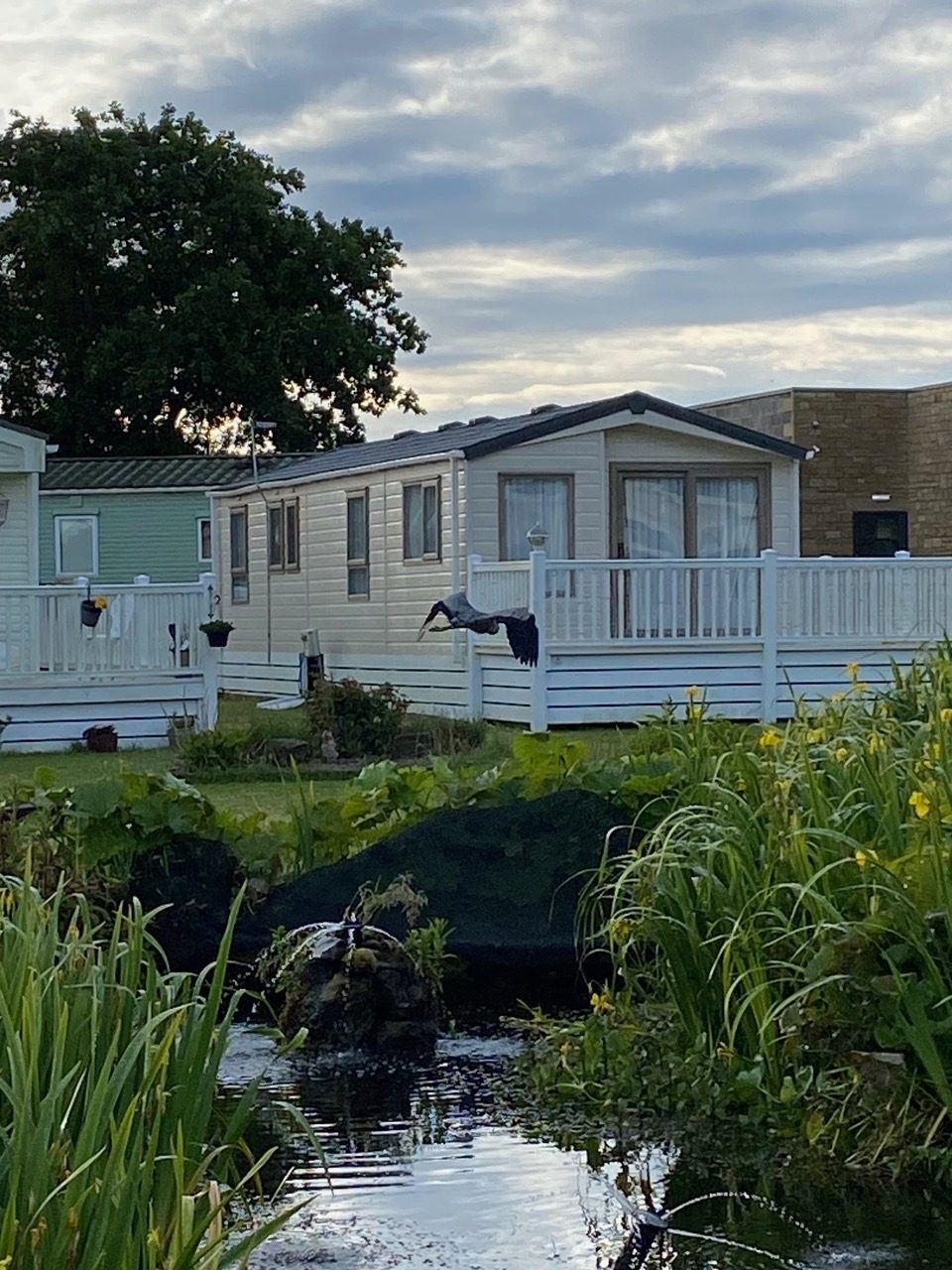 A heron flying low over a pond near a mobile home, surrounded by greenery.