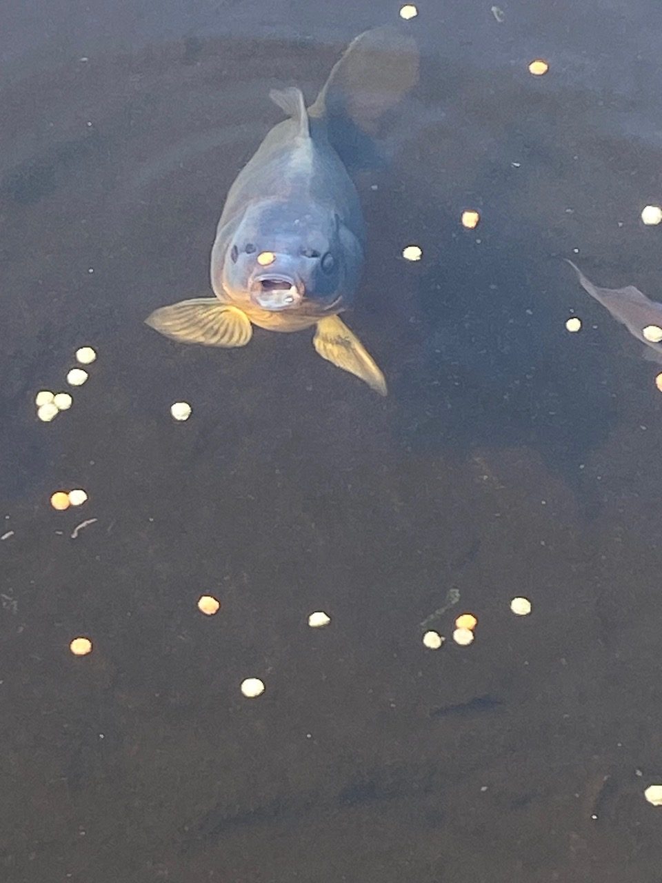 Fish swimming in the pond near Heathergate holiday homes