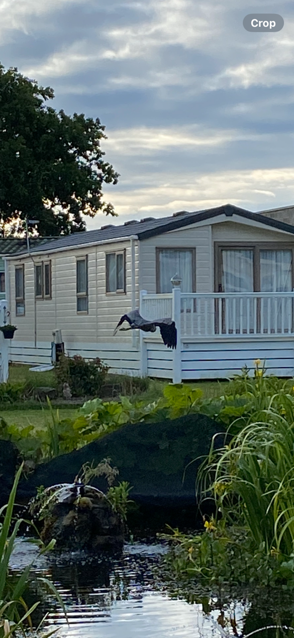 A heron flying low over a pond near a mobile home, surrounded by greenery.