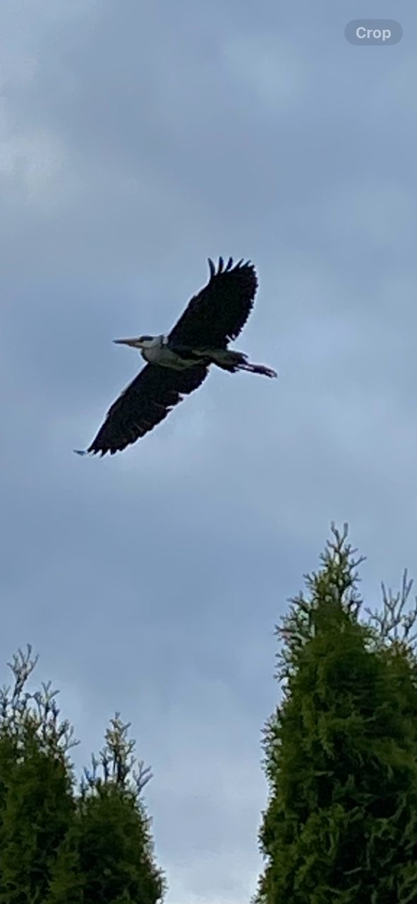 A heron flying against a cloudy sky, wings fully extended.