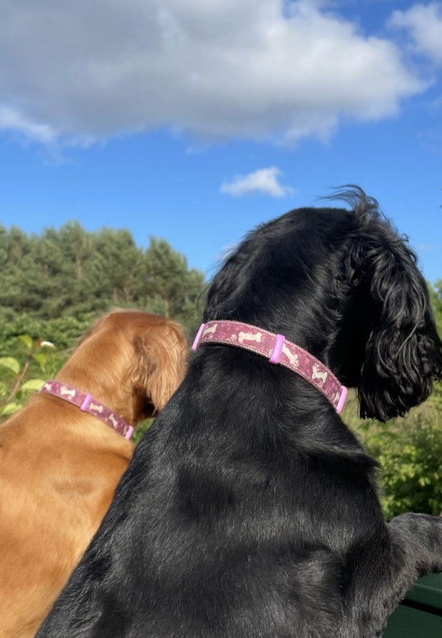 Two dogs enjoying the outdoors with a clear blue sky in Northumberland