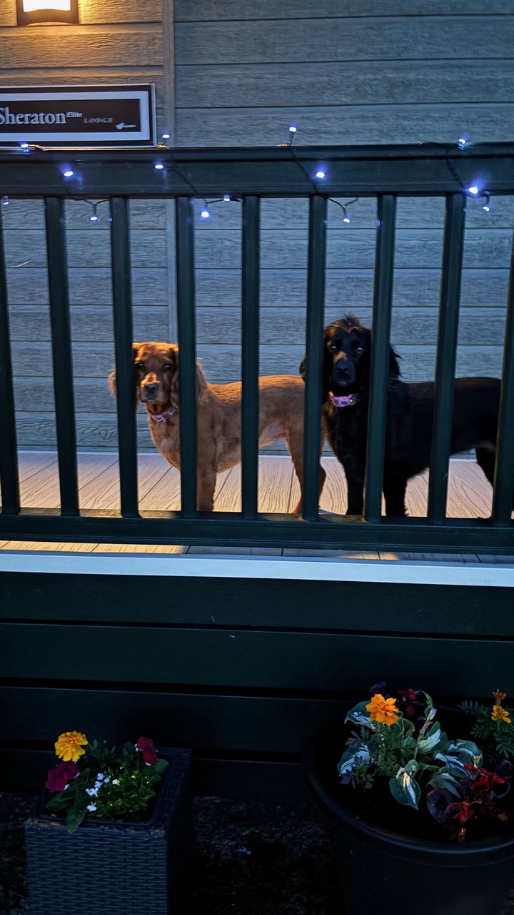 2 small dogs behind a raised, decked, porch.