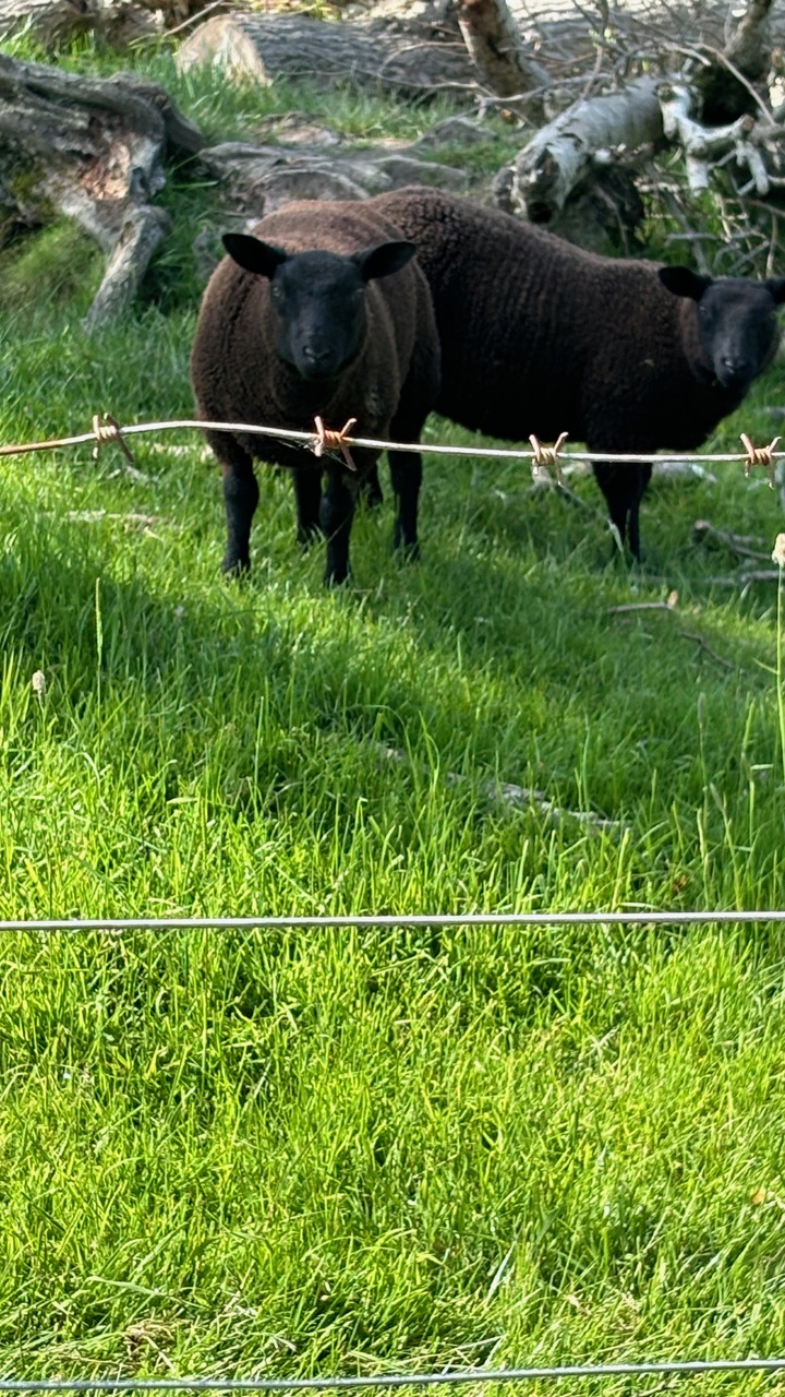 2 black sheep on grass.