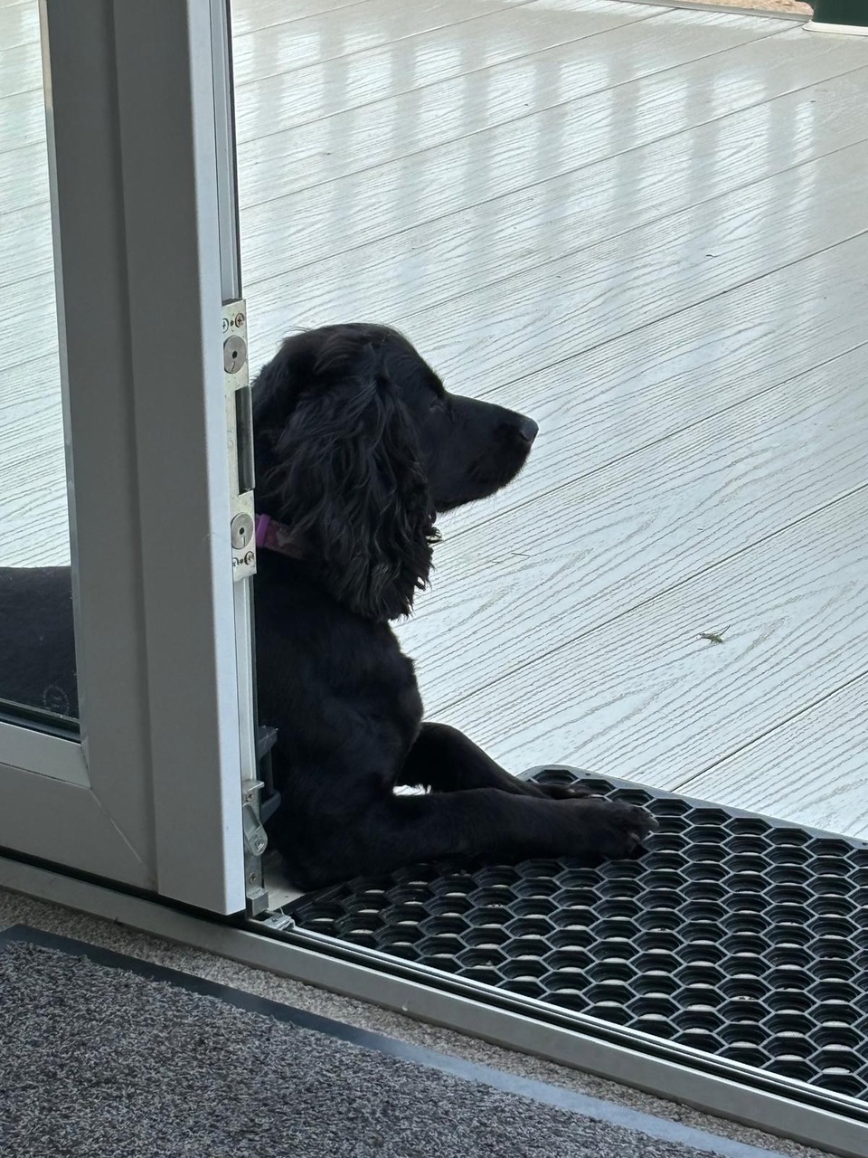 Dog lying down at a door entrance.