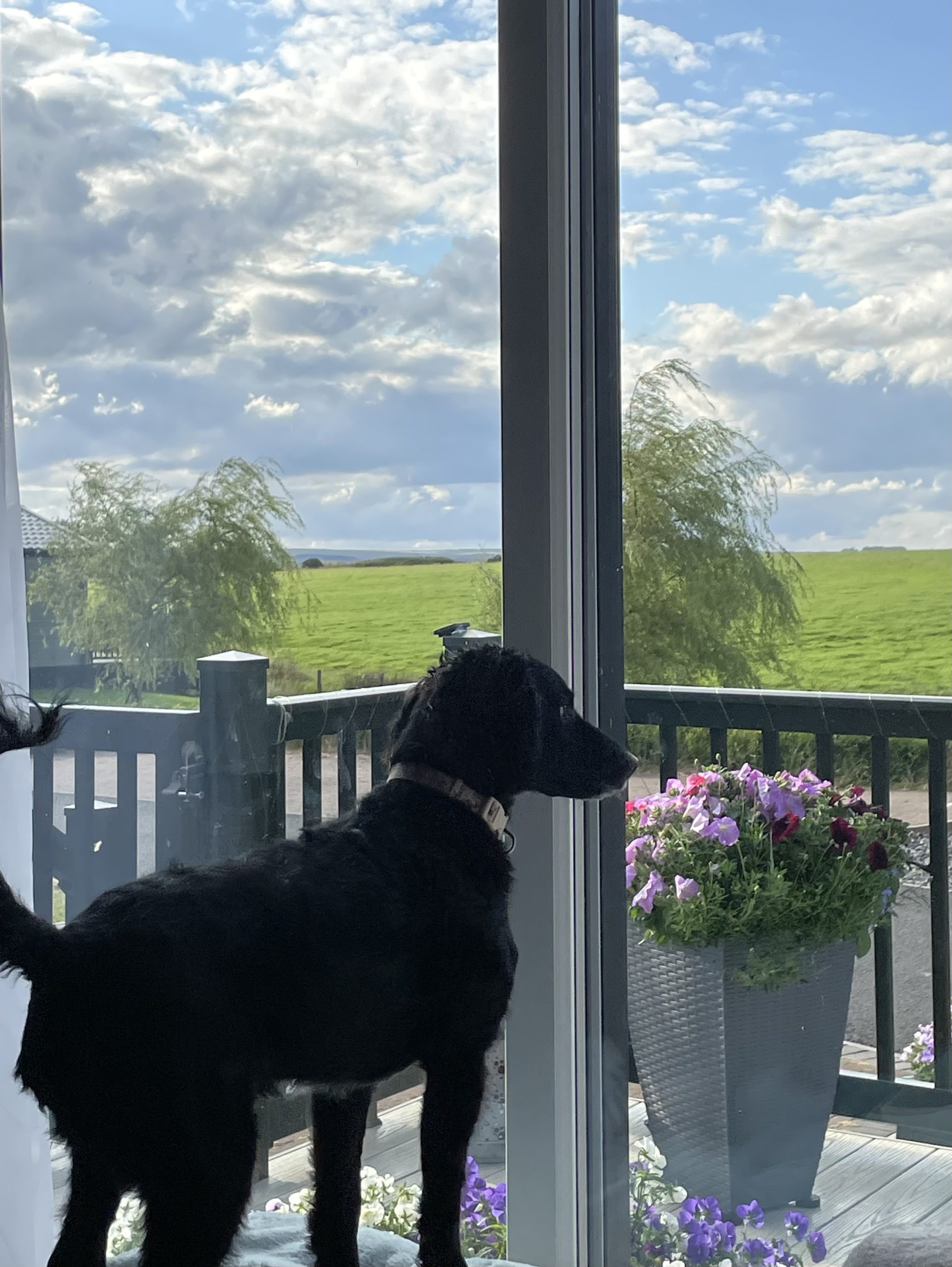 Dog looking out from the balcony of a holiday home at Heathergate