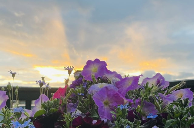 Purple flowers with a soft orange sunset in the background.