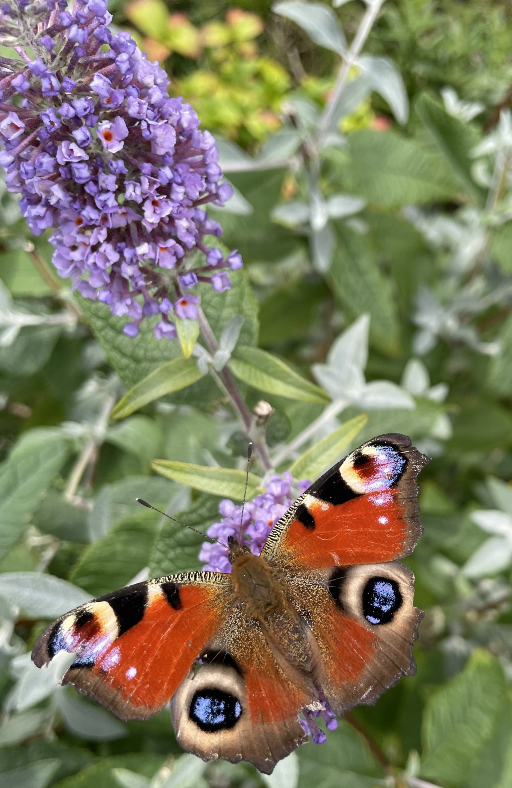 Butterfly on purple flower near Heathergate holiday homes