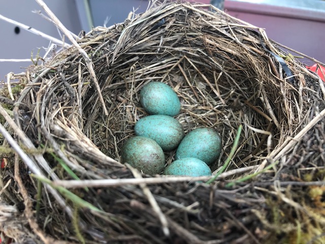 A birds nest with 5 blue eggs.