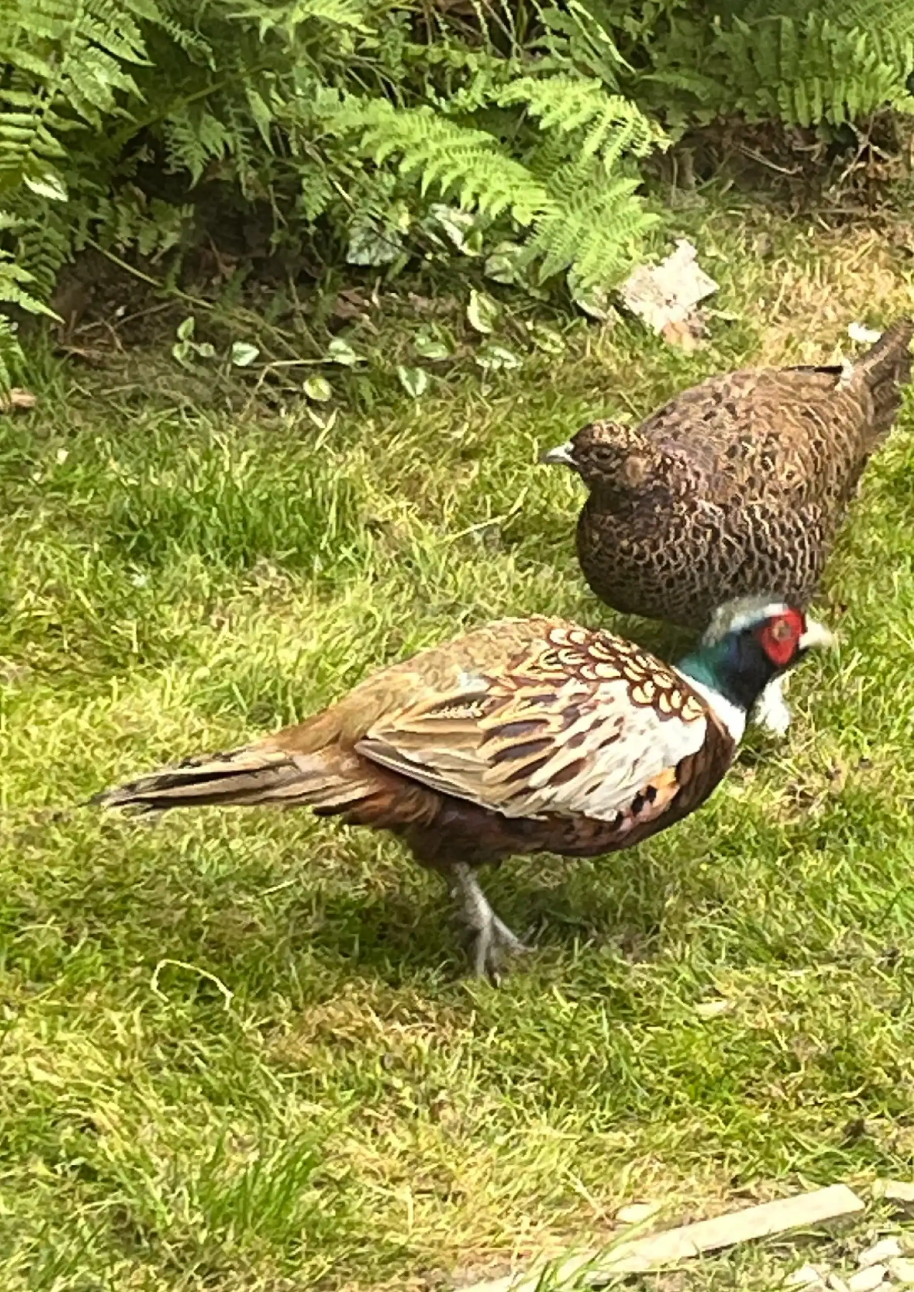 nOSTELL PHOTO COMP 2026-02