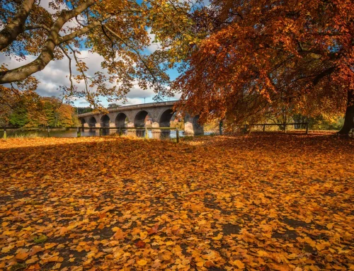 Dark Skies, Golden Leaves and Fireside Evenings: Northumberland in October